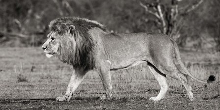 Lion Walking in African Savannah by Pangea Images art print