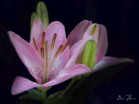 Intimate by 5fishcreative art print