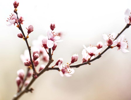 Cherry Blossom Study I by James McLoughlin art print