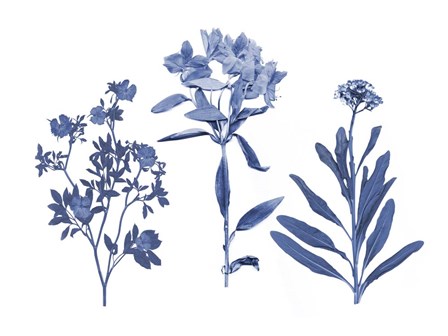 Indigo Pressed Florals II by Studio W art print