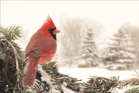 Winter Perch by Lori Deiter art print