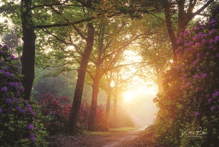 Color Overdose by Martin Podt art print