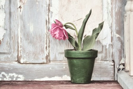 Take a Bow Tulip by Lori Deiter art print