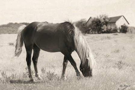 Summer Grazing by Lori Deiter art print