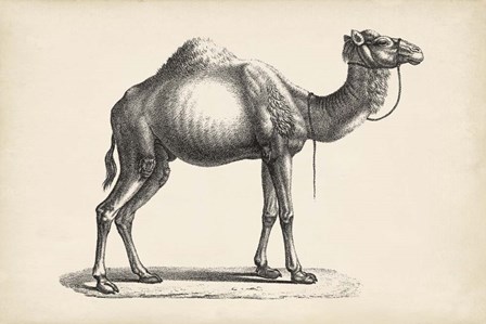 Dromedary by Karl Brodtmann art print