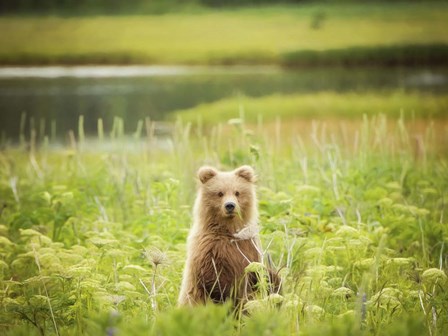 Bear Life VII by PHBurchett art print