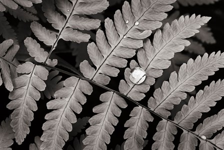 Oak Fern by Alan Majchrowicz art print