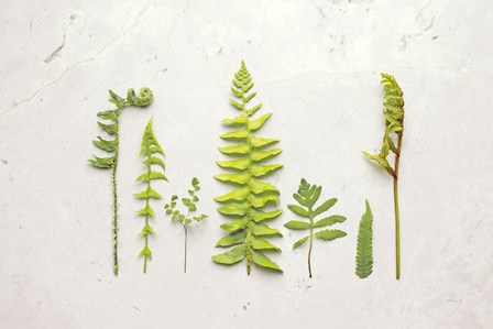 Flat Lay Ferns II by Felicity Bradley art print