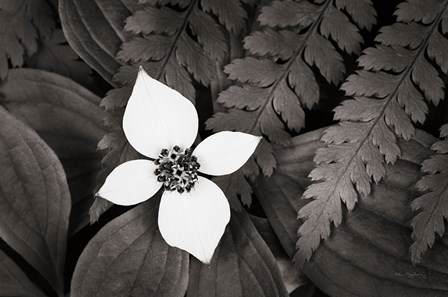 Bunchberry and Ferns I BW by Alan Majchrowicz art print