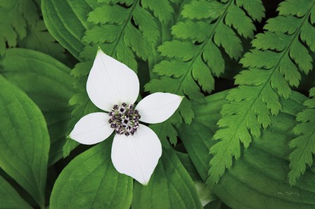 Bunchberry and Ferns I color by Alan Majchrowicz art print