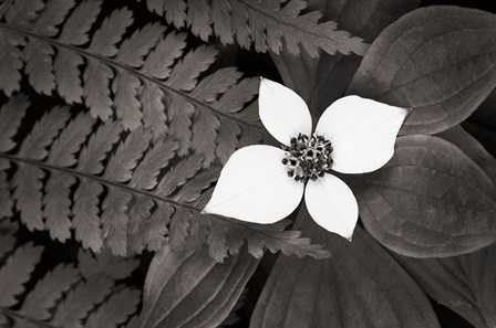 Bunchberry and Ferns II BW by Alan Majchrowicz art print