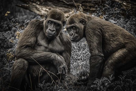 Gorillas 3 by Duncan art print