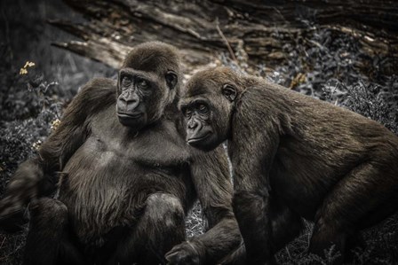 Gorillas 4 by Duncan art print