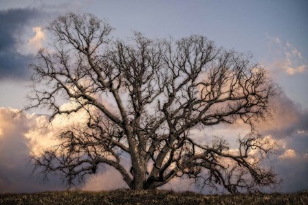 Grand Oak Tree II by Rachel Perry art print