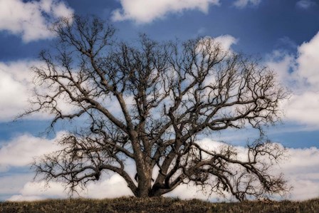 Grand Oak Tree III by Rachel Perry art print