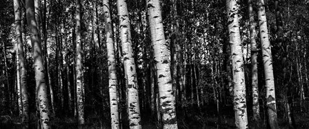 Birch Trees Black &amp; White by Duncan art print