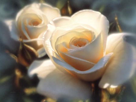 White Roses - Colors of White by Collin Bogle art print