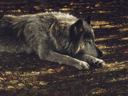 Resting Wolf by Collin Bogle art print