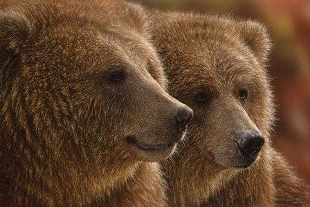 Brown Bears - Lazy Daze by Collin Bogle art print