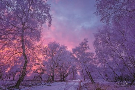 Winter Wonderland by Martin Podt art print