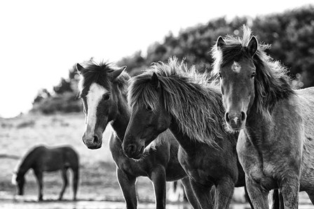 Horses Three by Aledanda art print