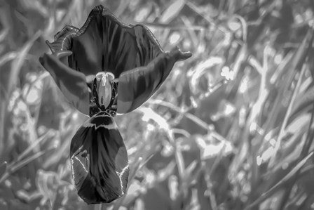 Monochrome Flower 56 by Anita Vincze art print