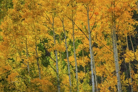 Backlit Embrace by Bill Sherrell art print