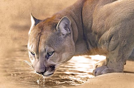 Cougar Drinking Water by Ata Alishahi art print