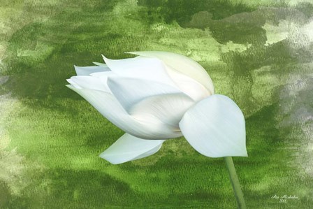 White Lotus by Ata Alishahi art print
