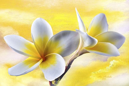 Plumeria by Ata Alishahi art print