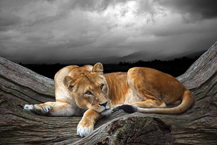 Time To Rest by Ata Alishahi art print