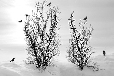 Winter Is Beautiful by Ata Alishahi art print