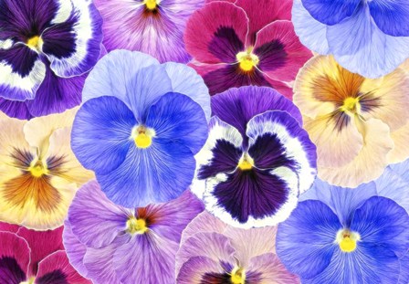 Pansy Passion II by Cora Niele art print