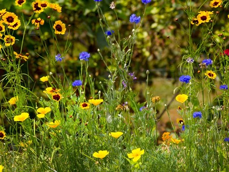 Natural Detail 43 by CW Hetzer art print