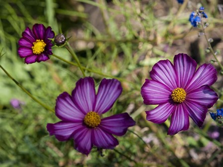 Natural Detail 48 by CW Hetzer art print