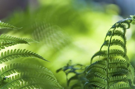 Healing Art Fern Leaves by Jenny Rainbow Fine Art art print