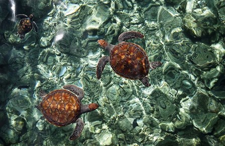 Sea Turtles in Crystal Water by Jenny Rainbow Fine Art art print