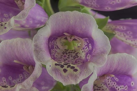 Digitalis 5 by Gordon Semmens art print