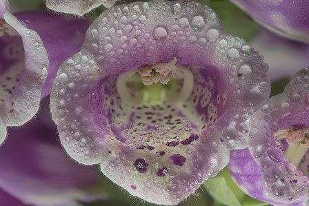 Digitalis 7 by Gordon Semmens art print