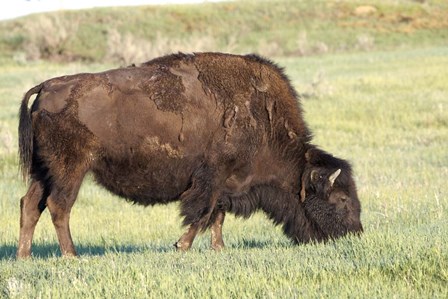 Bison of the Badlands 1 by Gordon Semmens art print