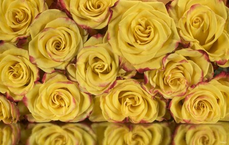 Yellow and Red Rose 6 by Gordon Semmens art print