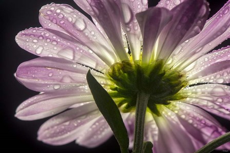 Beneath the Daisies 5 by Gordon Semmens art print