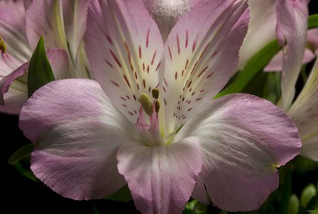 Pink Alstroemerias 1 by Gordon Semmens art print