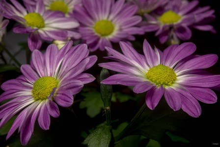 Pink Daisies 1 by Gordon Semmens art print